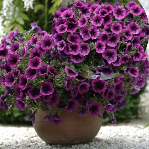 Petunia atkinsiana 'Merlot' - Petuunia 'Merlot'